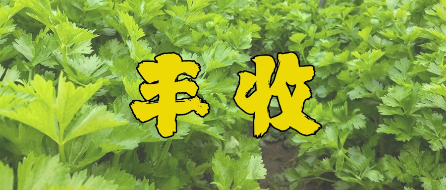 怀远芹菜丰收啦